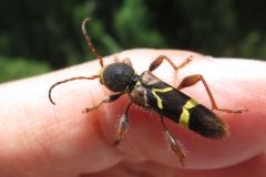 キスジトラカミキリ