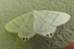 コガタツバメエダシャク