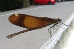 ミヤマカワトンボ
