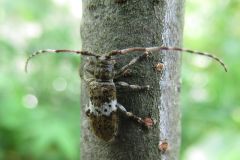 シロオビゴマフカミキリ
