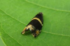ウツギヒメハマキ