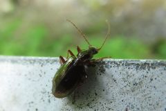 ヒラタゴミムシの一種