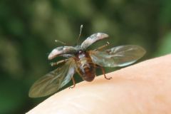 イチゴハナゾウムシ