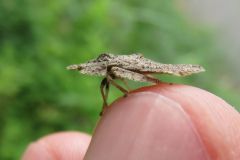 ミミズクの幼虫