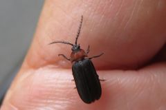 ムネクリイロボタル