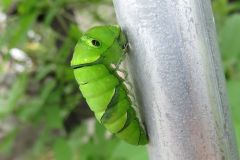 ナミアゲハの幼虫
