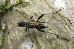 ウスイロトラカミキリ