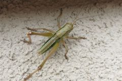 ヤブキリの幼虫