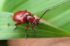 ユリクビナガハムシ