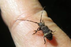 ヒメナガサビカミキリ