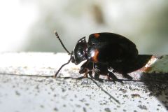 キボシテントウダマシ