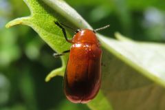キイロナガツツハムシ