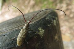 ヒメヒゲナガカミキリ