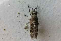 アカバネゴマフアブ