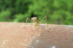 ハラビロカマキリの幼虫