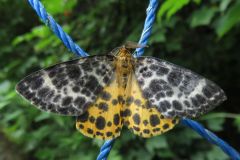 キシタエダシャク