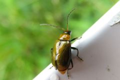 ウリハムシモドキ