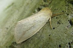 ウスキシャチホコ