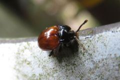 ベニバネテントウダマシ