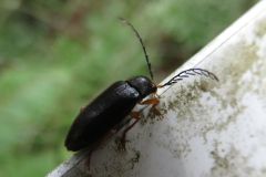 エダヒゲナガハナノミ