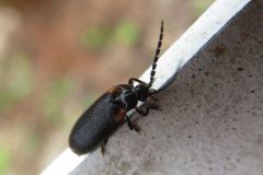 カタモンミナミボタル