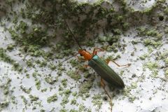 カトウカミキリモドキ