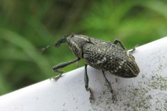 キスジアシナガゾウムシ