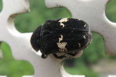 クロハナムグリ