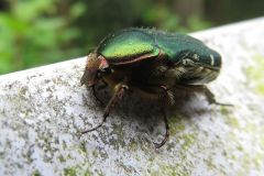 ナミハナムグリ