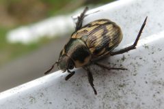 セマダラコガネ