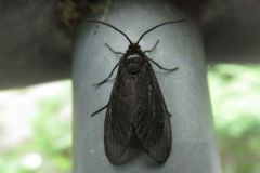 ウメスカシクロバ