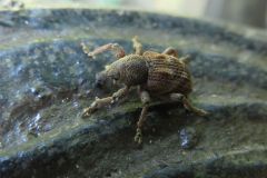 アカコブコブゾウムシ