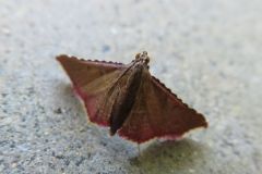 キベリトガリメイガ