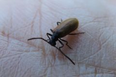 オオメキバネハムシダマシ