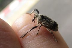 アシナガオニゾウムシ