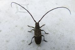 ヒメヒゲナガカミキリ