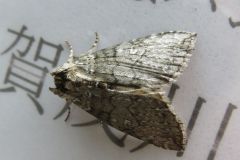 ホソトガリバ