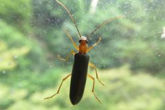 カトウカミキリモドキ
