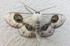 クロスジオオシロヒメシャク