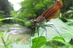 ミヤマカワトンボ