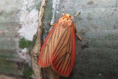 オオベニヘリコケガ