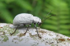 リンゴコフキハムシ