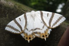 トラフツバメエダシャク