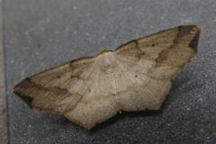 ツマキリウスキエダシャク