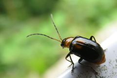 ウリハムシモドキ