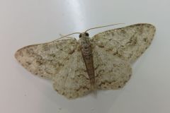 ウスジロエダシャク