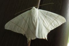 ウスキツバメエダシャク