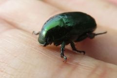 ヒメコガネ