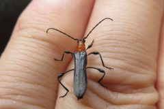 クビアカモモブトホソカミキリ