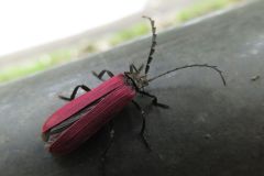 クシヒゲベニボタル